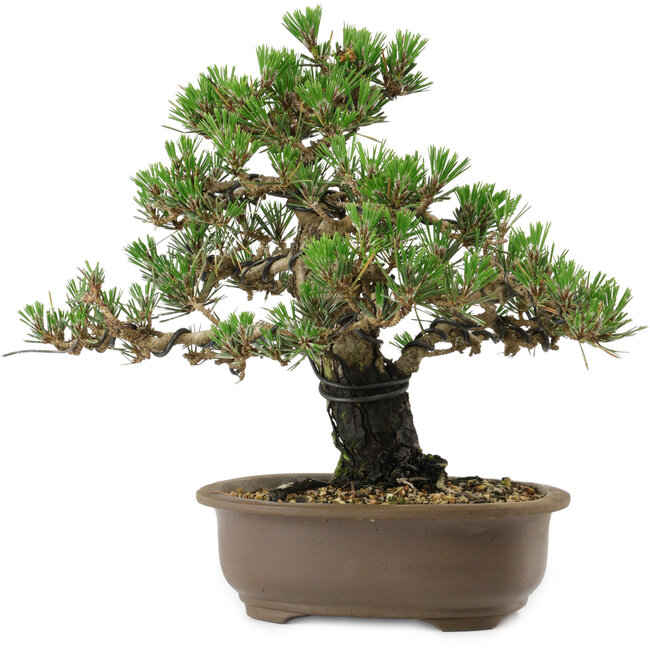 Pinus thunbergii Kotobuki, 27 cm, ± 30 años, con un nebari de 4,5 cm.