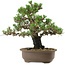 Pinus thunbergii Kotobuki, 27 cm, ± 30 años, con un nebari de 4,5 cm.