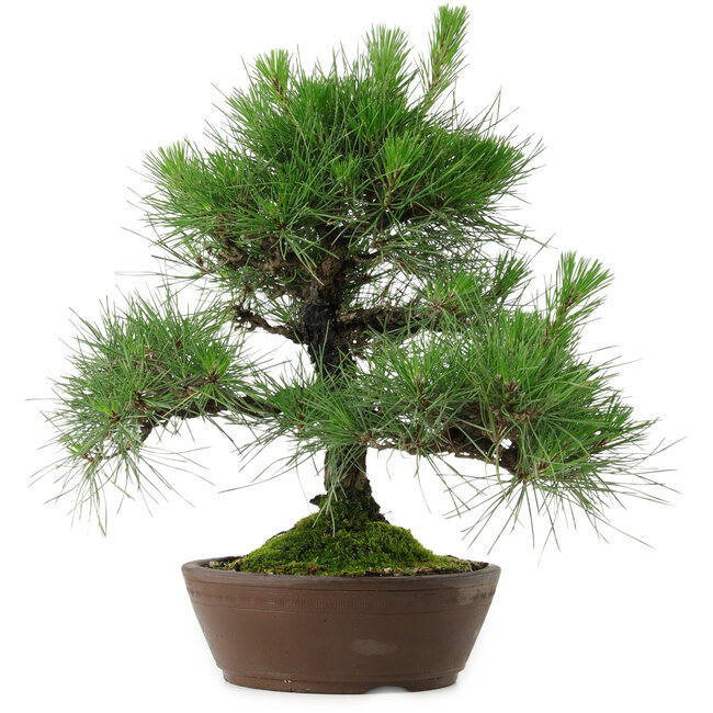 Pinus thunbergii, 39 cm, ± 25 anni