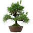 Pinus thunbergii, 39 cm, ± 25 anni