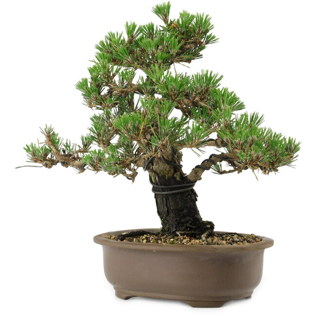 Pinus thunbergii Kotobuki, 27 cm, ± 30 anni, con nebari di 4,5 cm