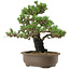 Pinus thunbergii Kotobuki, 27 cm, ± 30 anni, con nebari di 4,5 cm