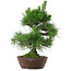 Pinus thunbergii, 39 cm, ± 25 años de edad
