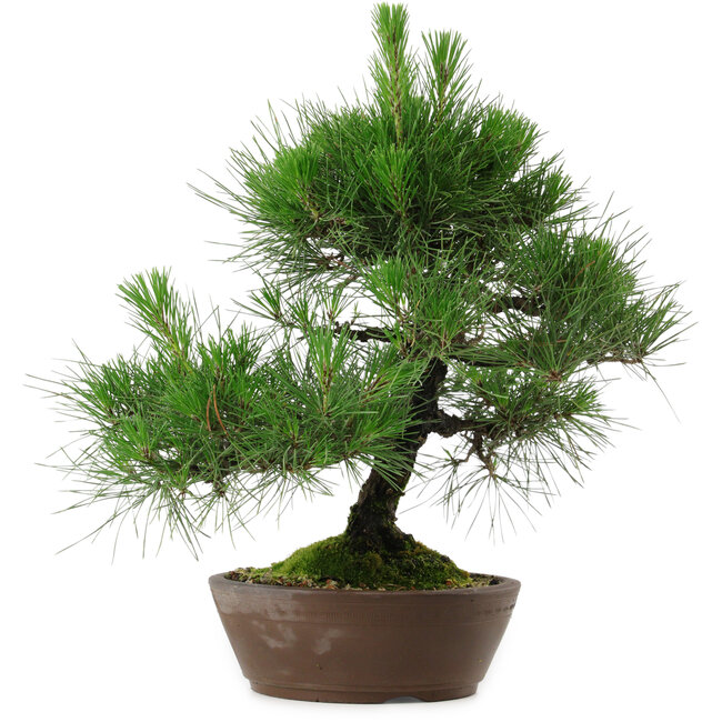 Pinus thunbergii, 39 cm, ± 25 años de edad