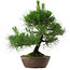 Pinus thunbergii, 39 cm, ± 25 anni