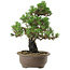 Pinus thunbergii Kotobuki, 27 cm, ± 30 anni, con nebari di 4,5 cm
