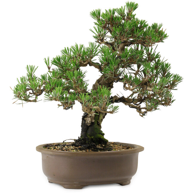 Pinus thunbergii Kotobuki, 27 cm, ± 30 anni, con nebari di 4,5 cm