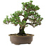 Pinus thunbergii Kotobuki, 27 cm, ± 30 years old, with a nebari of 4,5 cm
