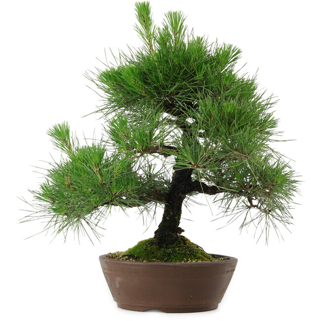 Pinus thunbergii, 39 cm, ± 25 años de edad