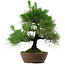 Pinus thunbergii, 39 cm, ± 25 anni