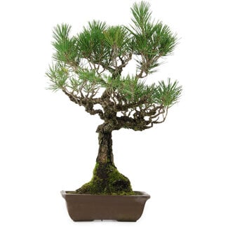 Pinus thunbergii, 53 cm, ± 25 anni