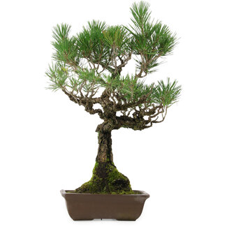 Pinus thunbergii, 53 cm, ± 25 años de edad