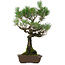 Pinus thunbergii, 53 cm, ± 25 anni, con nebari di 6,5 cm, in vaso con una scheggiatura sul bordo