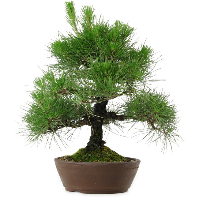 Pinus thunbergii, 39 cm, ± 25 años de edad