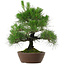 Pinus thunbergii, 39 cm, ± 25 anni