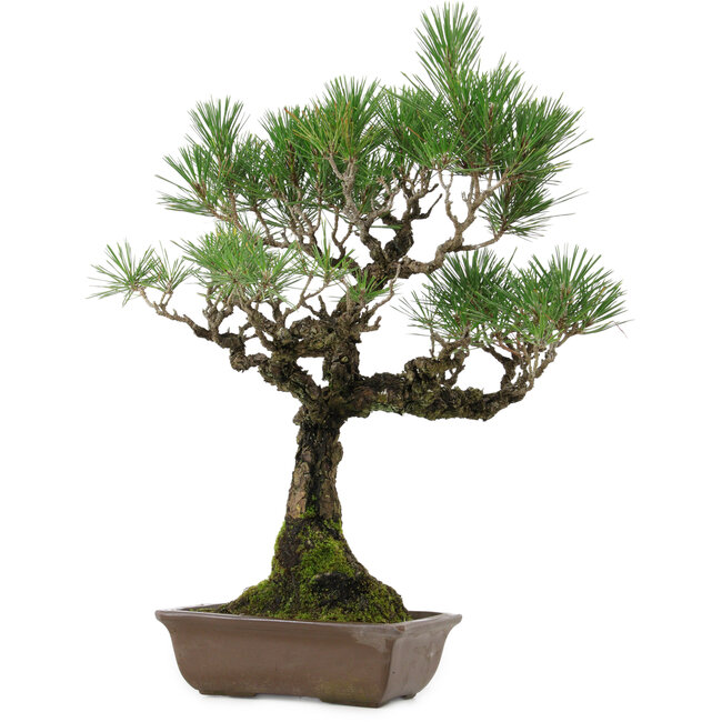 Pinus thunbergii, 53 cm, ± 25 anni, con nebari di 6,5 cm, in vaso con una scheggiatura sul bordo