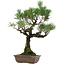 Pinus thunbergii, 53 cm, ± 25 years old, with a nebari of 6,5 cm, in a pot with a chip of the edge