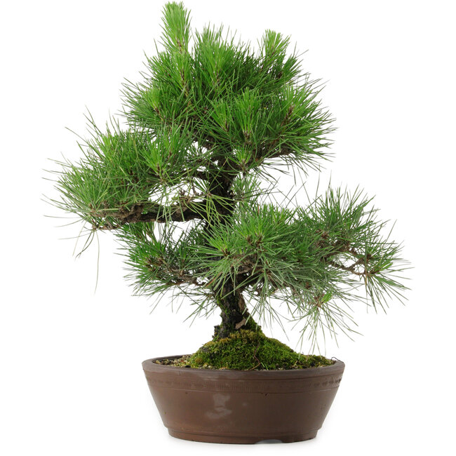 Pinus thunbergii, 39 cm, ± 25 years old