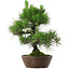 Pinus thunbergii, 39 cm, ± 25 años de edad