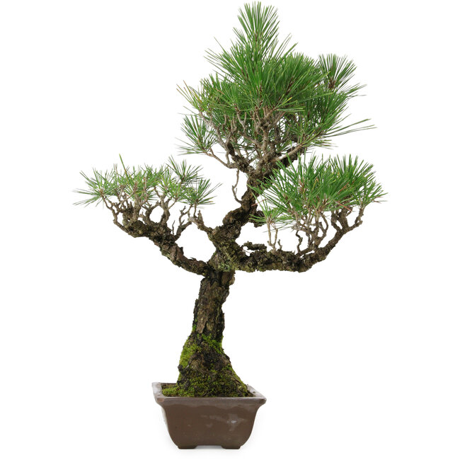 Pinus thunbergii, 53 cm, ± 25 anni, con nebari di 6,5 cm, in vaso con una scheggiatura sul bordo