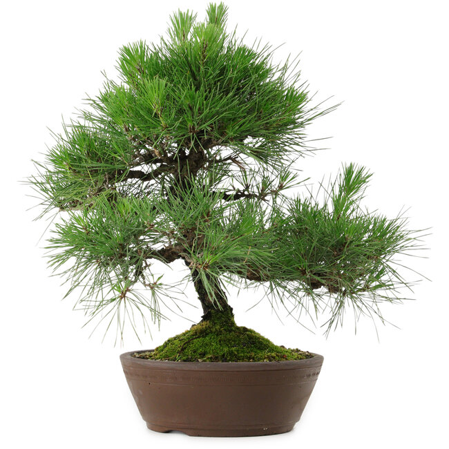 Pinus thunbergii, 39 cm, ± 25 anni