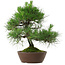 Pinus thunbergii, 39 cm, ± 25 anni
