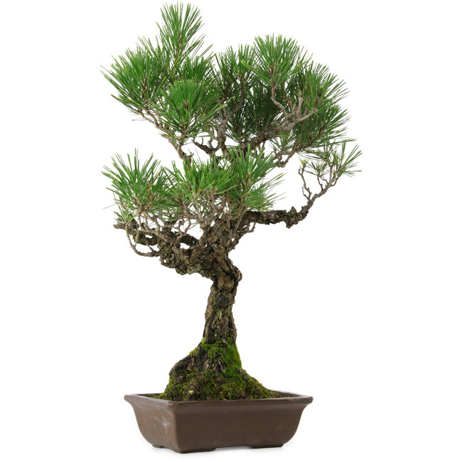 Pinus thunbergii, 53 cm, ± 25 years old, with a nebari of 6,5 cm, in a pot with a chip of the edge