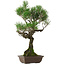 Pinus thunbergii, 53 cm, ± 25 anni, con nebari di 6,5 cm, in vaso con una scheggiatura sul bordo