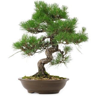 Pinus thunbergii, 54 cm, circa 20 anni