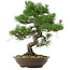 Pinus thunbergii, 54 cm, ± 20 anni, con nebari di 7,5 cm