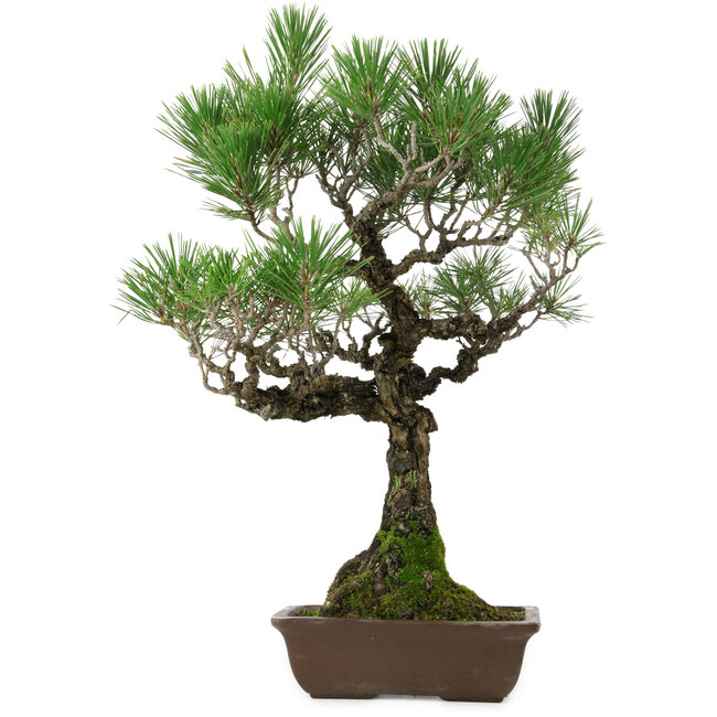 Pinus thunbergii, 53 cm, ± 25 años, con un nebari de 6,5 cm, en una maceta con un desconchón en el borde.