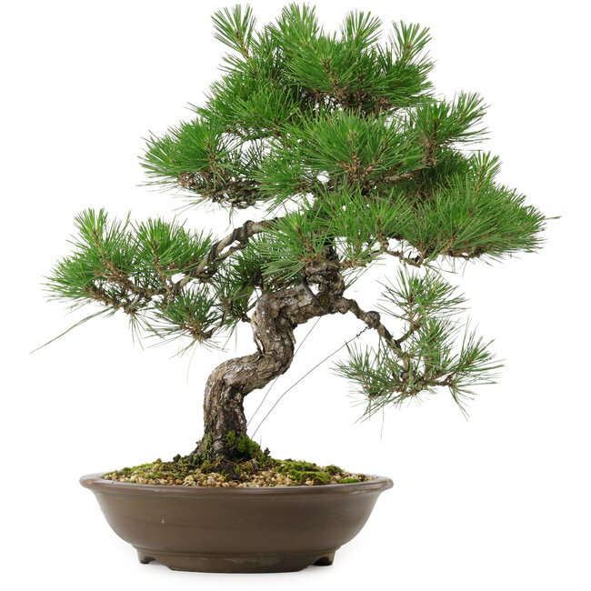 Pinus thunbergii, 54 cm, ± 20 anni, con nebari di 7,5 cm