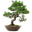 Pinus thunbergii, 54 cm, ± 20 anni, con nebari di 7,5 cm