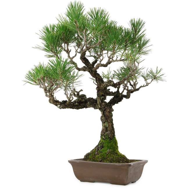 Pinus thunbergii, 53 cm, ± 25 anni, con nebari di 6,5 cm, in vaso con una scheggiatura sul bordo