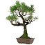Pinus thunbergii, 53 cm, ± 25 anni, con nebari di 6,5 cm, in vaso con una scheggiatura sul bordo