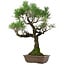 Pinus thunbergii, 53 cm, ± 25 years old, with a nebari of 6,5 cm, in a pot with a chip of the edge