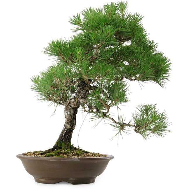 Pinus thunbergii, 54 cm, ± 20 años de edad, con un nebari de 7,5 cm.
