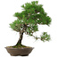Pinus thunbergii, 54 cm, ± 20 años de edad, con un nebari de 7,5 cm.