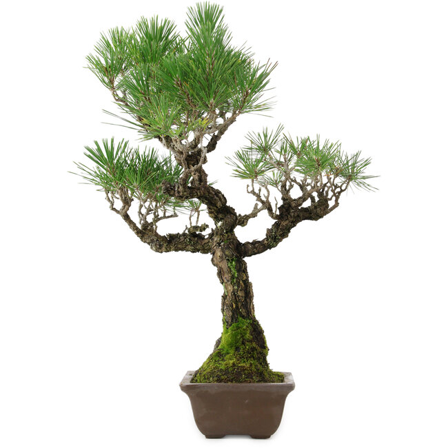 Pinus thunbergii, 53 cm, ± 25 años, con un nebari de 6,5 cm, en una maceta con un desconchón en el borde.