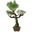 Pinus thunbergii, 53 cm, ± 25 anni, con nebari di 6,5 cm, in vaso con una scheggiatura sul bordo
