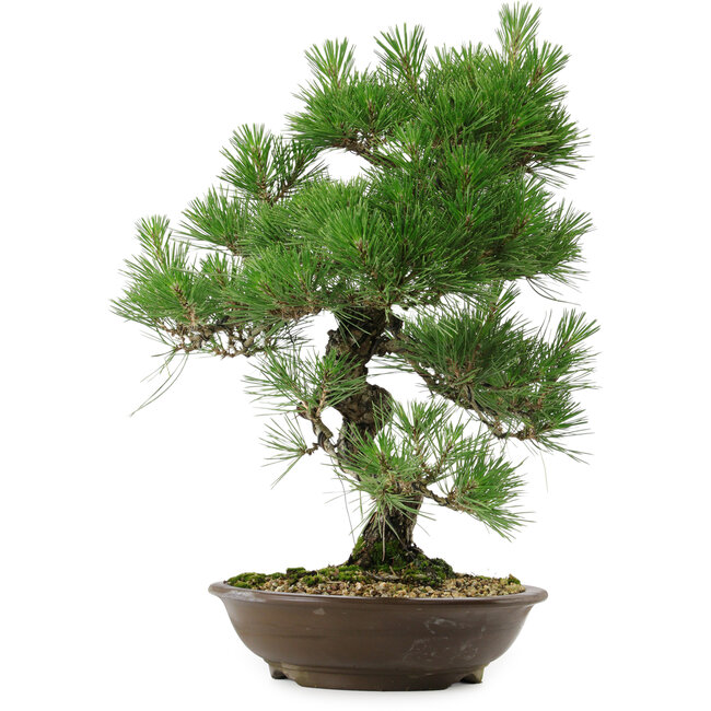 Pinus thunbergii, 54 cm, ± 20 años de edad, con un nebari de 7,5 cm.