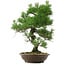Pinus thunbergii, 54 cm, ± 20 years old, with a nebari of 7,5 cm