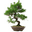 Pinus thunbergii, 54 cm, ± 20 anni, con nebari di 7,5 cm