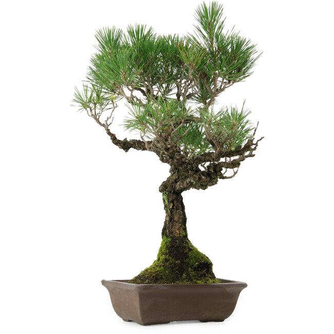 Pinus thunbergii, 53 cm, ± 25 anni, con nebari di 6,5 cm, in vaso con una scheggiatura sul bordo