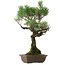 Pinus thunbergii, 53 cm, ± 25 anni, con nebari di 6,5 cm, in vaso con una scheggiatura sul bordo