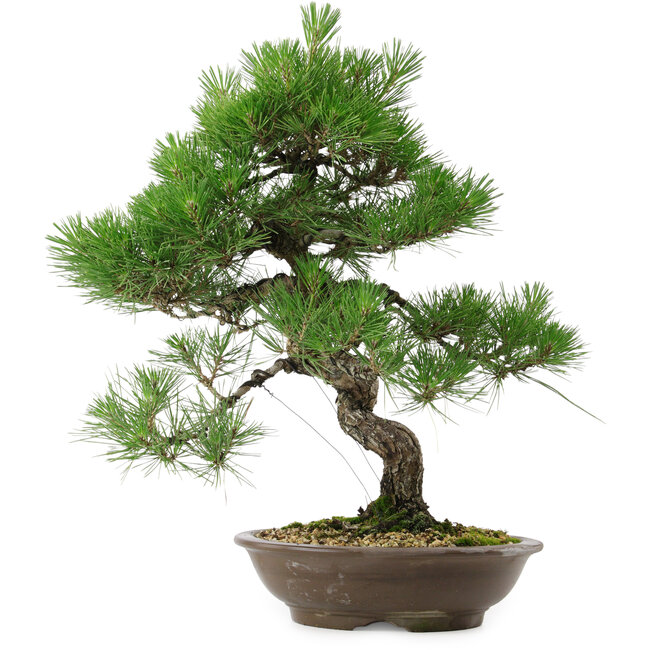 Pinus thunbergii, 54 cm, ± 20 años de edad, con un nebari de 7,5 cm.