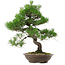 Pinus thunbergii, 54 cm, ± 20 anni, con nebari di 7,5 cm