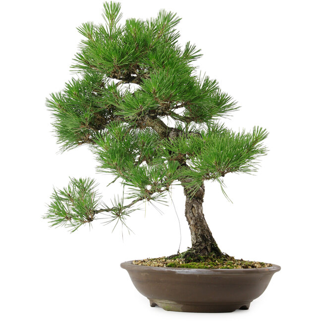 Pinus thunbergii, 54 cm, ± 20 anni, con nebari di 7,5 cm