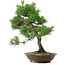 Pinus thunbergii, 54 cm, ± 20 anni, con nebari di 7,5 cm