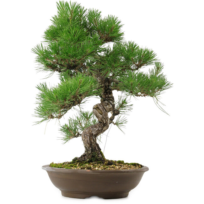 Pinus thunbergii, 54 cm, ± 20 anni, con nebari di 7,5 cm